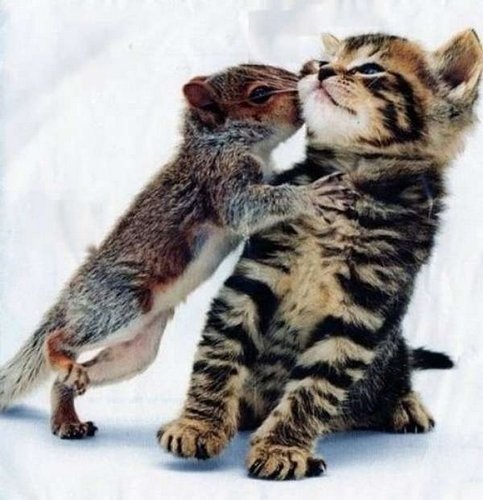 Kitten and Squirrel pictures