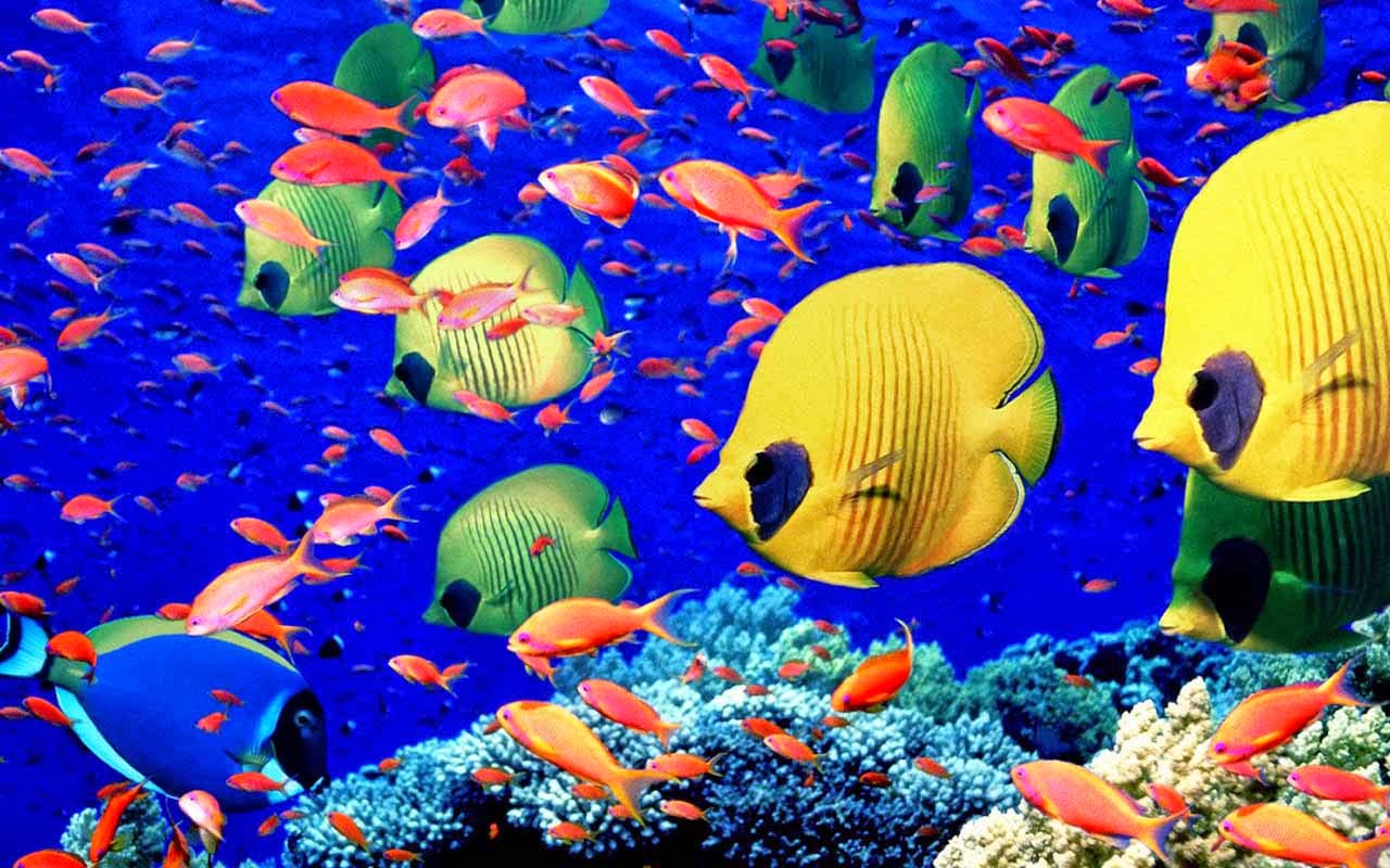 FOTOS DE PECES ORNAMENTALES fotos de peces ornamentales: