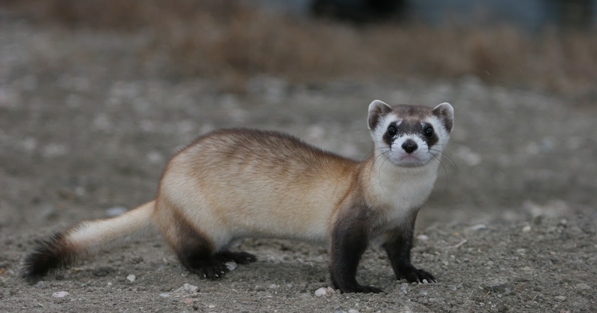 Save Nature Save Human: Black Footed Ferret