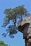 King Rock w/tree