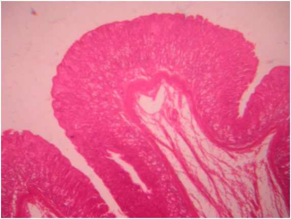 sharjeel human embryology pdf free download