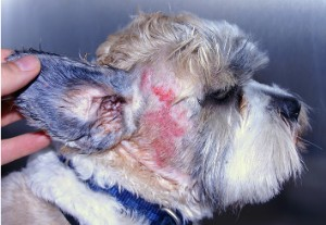 Home Remedies For Cat Fever In Dogs Home Remedies For Cat Fever In Dogs