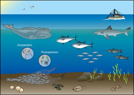 the effects of abiotic factors on plankton in lake wheeler Phytoplankton and water pollution effects abiotic factors (1997) uptake of dissolved nitrogen by phytoplankton in a eutrophic subtropical lake j plankton. the effects of abiotic factors on plankton in lake wheeler Phytoplankton and water pollution effects abiotic factors (1997) uptake of dissolved nitrogen by phytoplankton in a eutrophic subtropical lake j plankton.