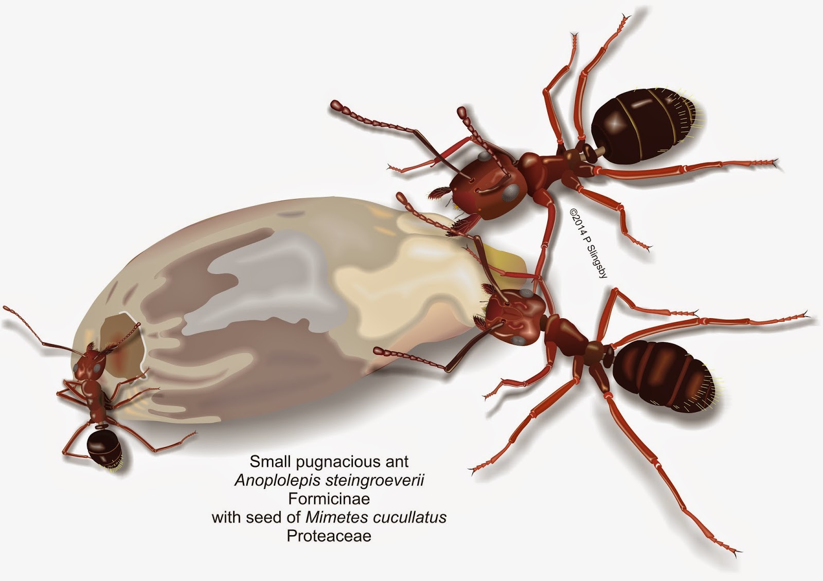  Ants of Southern Africa Myrmecochory ant distribution of seeds