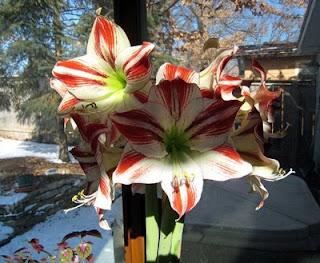 AMARYLLIS PARA INTERIOR ESTE INVIERNO 30