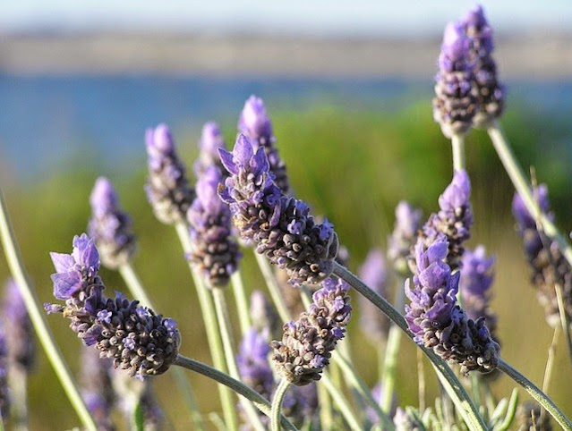 Flor lavanda