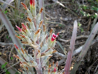 Bromelia pinguin blooming