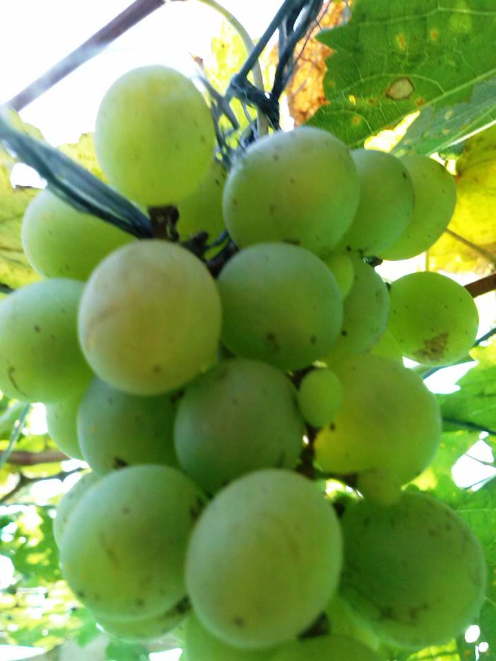 How To Grow Grapes In The Philippines