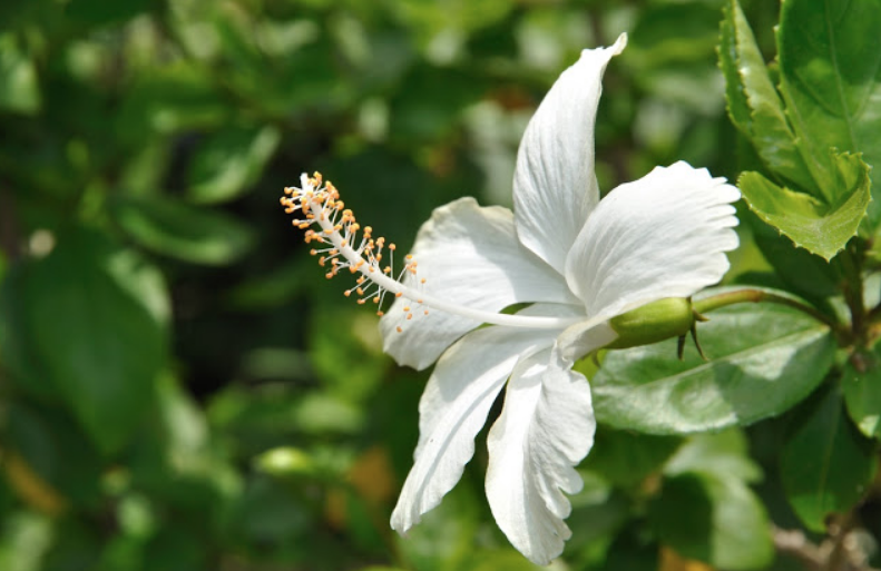 2 Kegunaan Bunga Raya Putih Mungkin Anda Tak Tahu Abang Terlajak