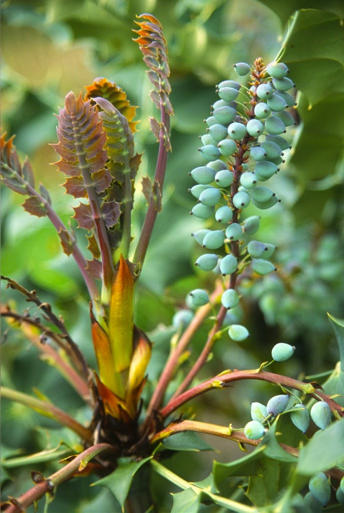 Uk Travel Blog Places Plants Chris Chadwell