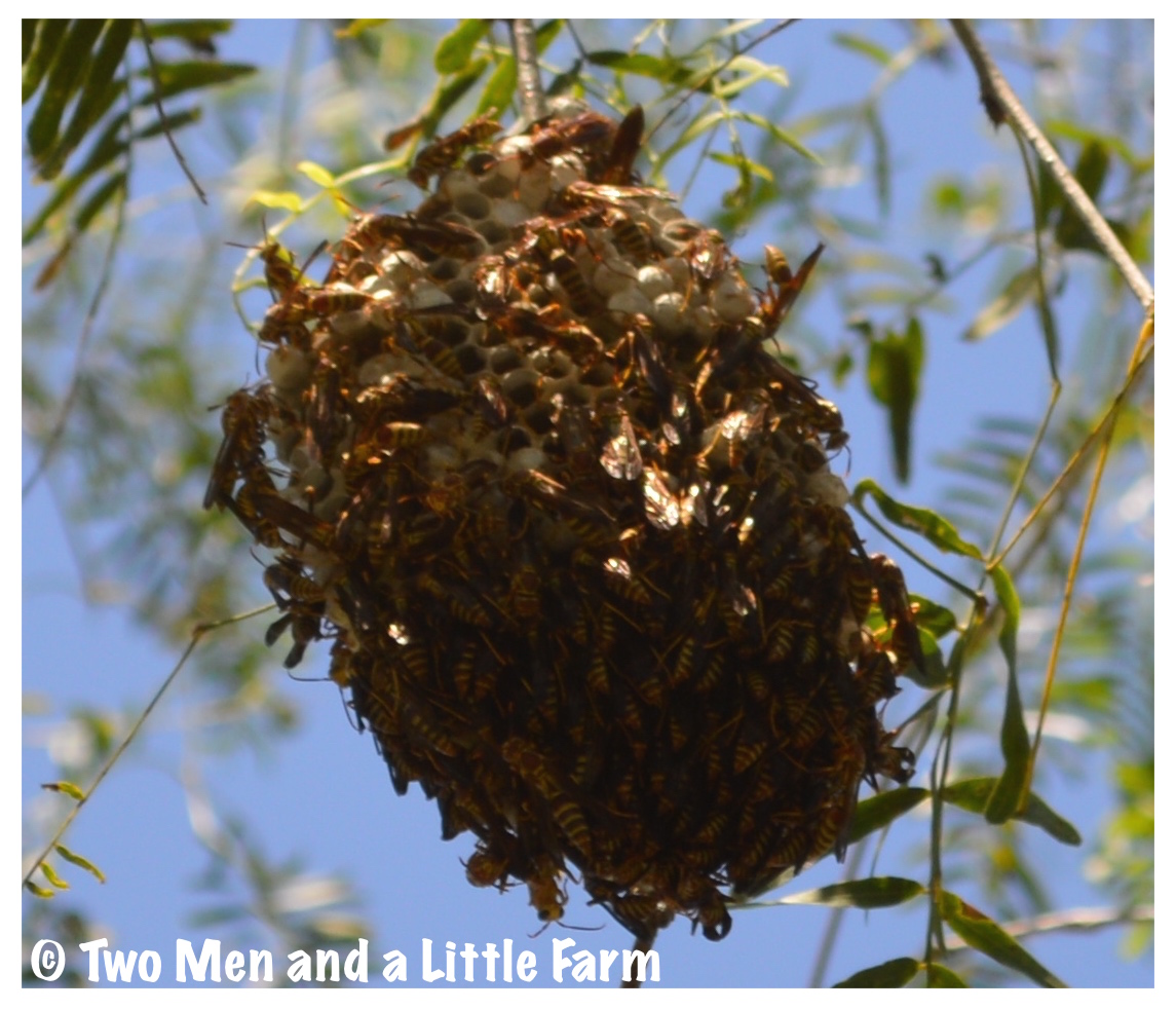nest tree wasp september farm