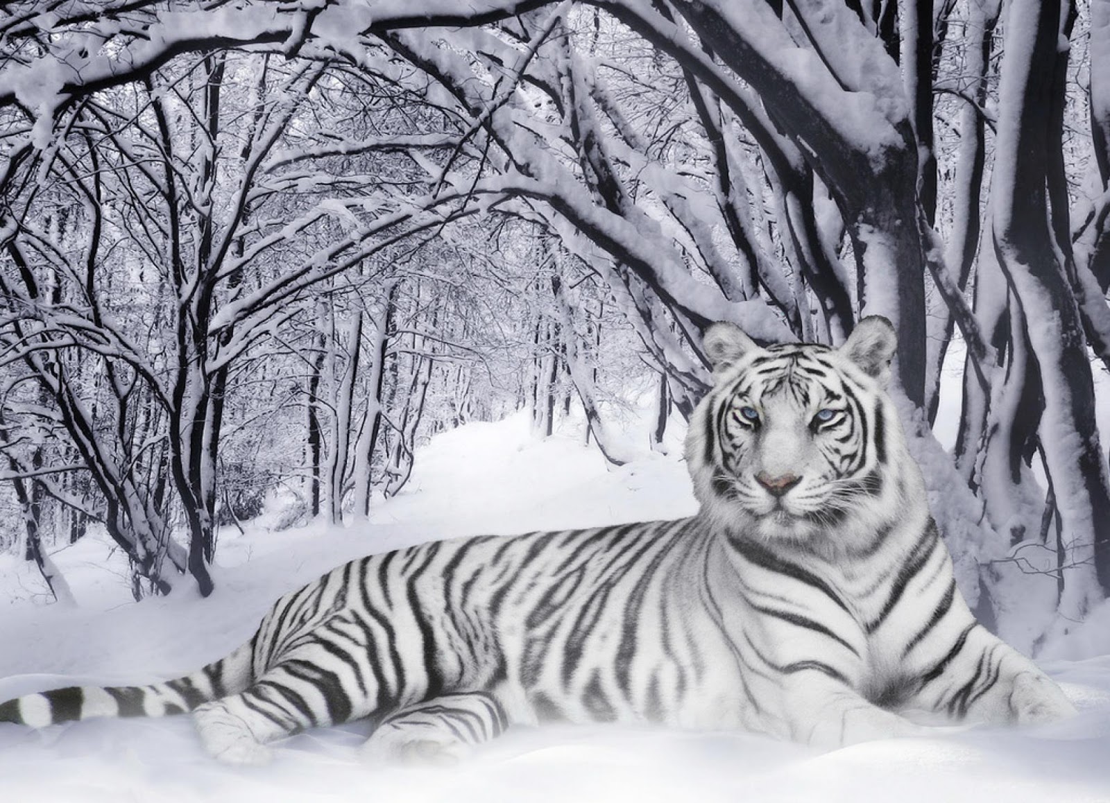 Ficha de Mizore Shirayuki  Tigre+blanco+en+un+bosque+nevado
