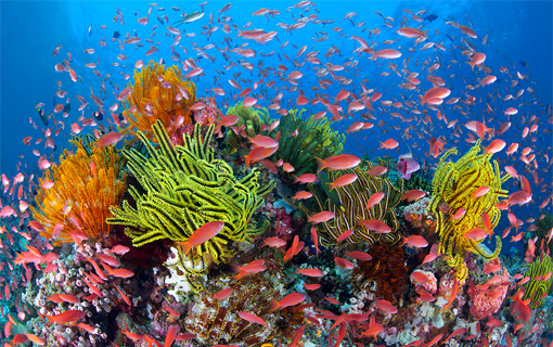 barrier-reef-snorkeling