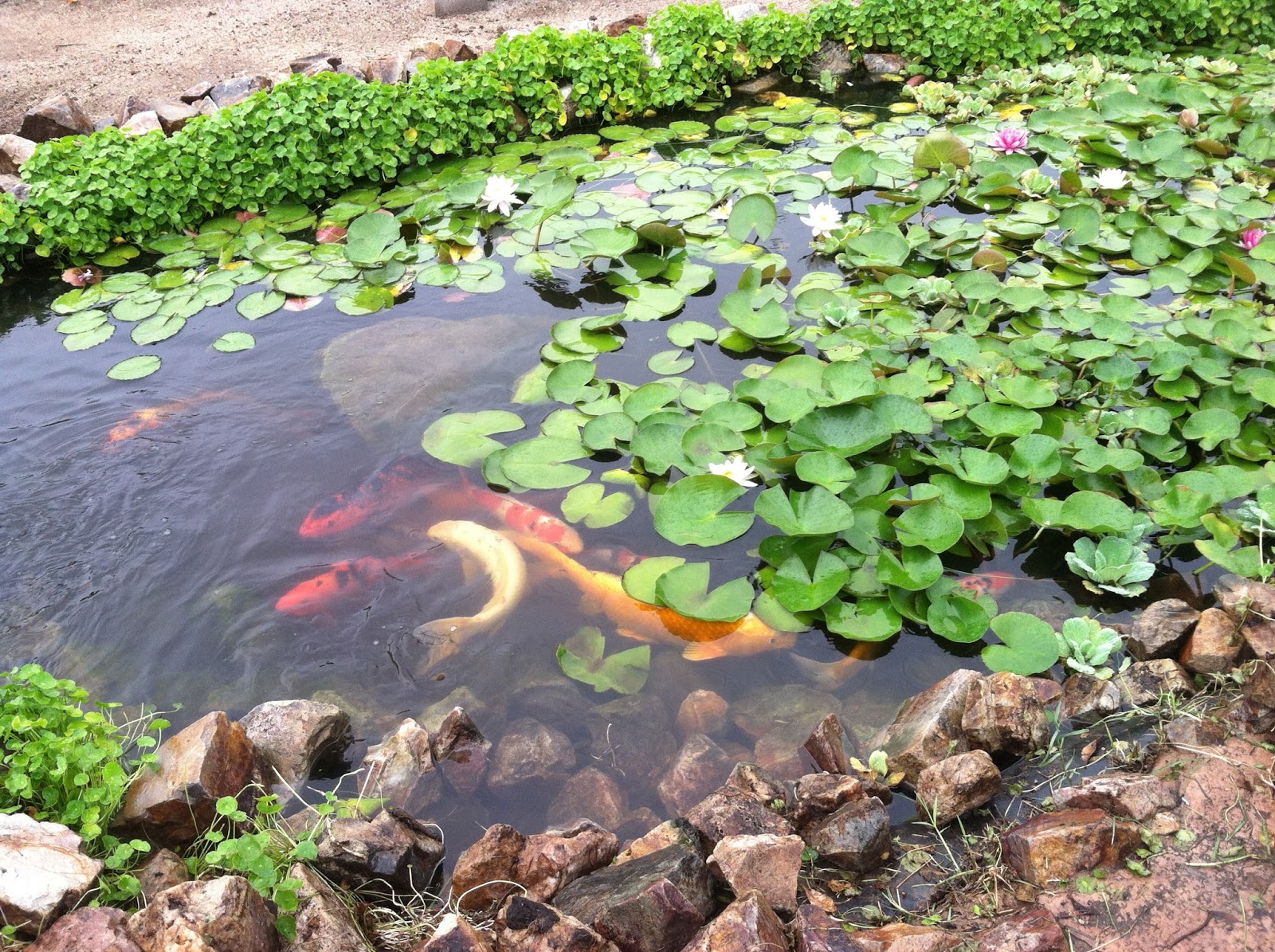 Tucson Daily Photo A Little Bit Of Monet In Tucson