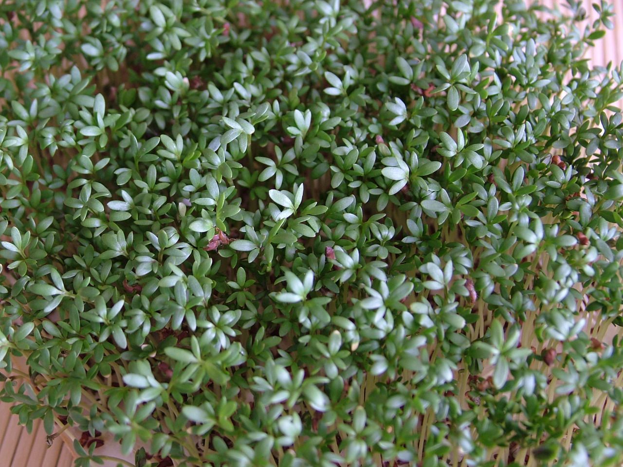 Smak Zdrowia Rzeżucha