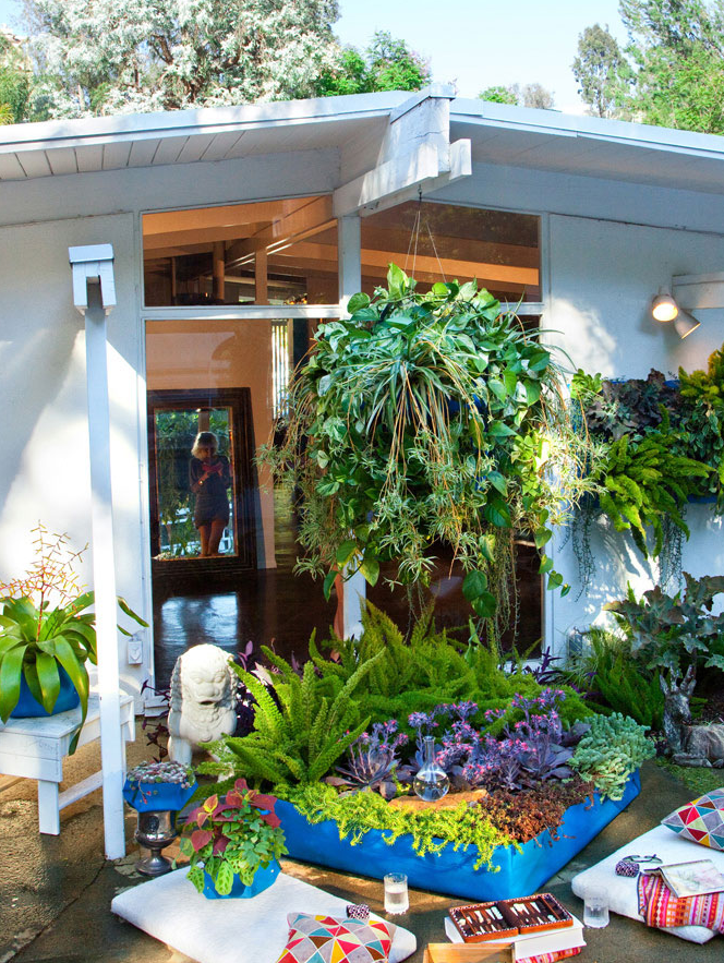 paradis express Wolly pocket gardens