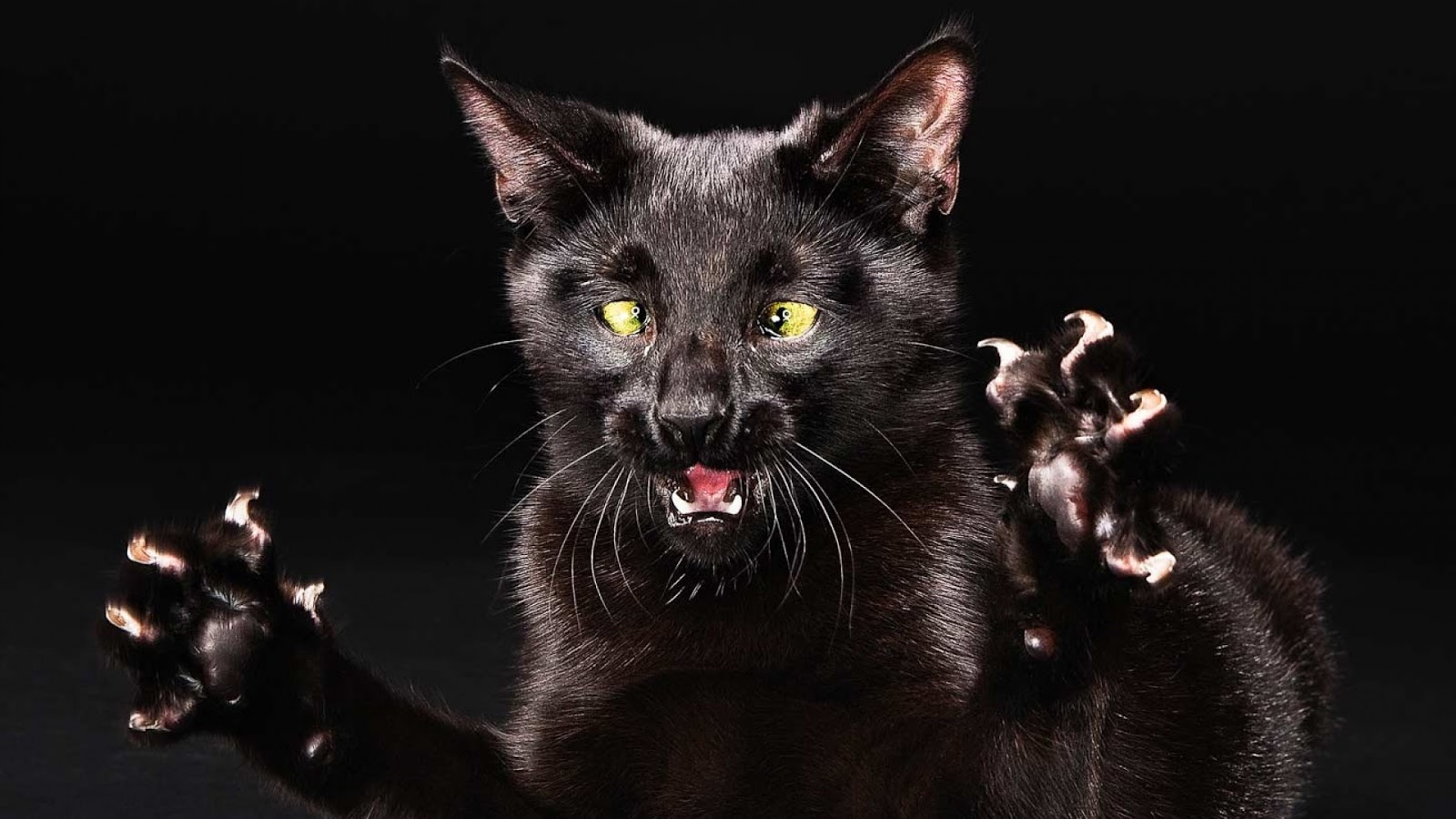 Dark Evil Cat Claw Wallpapers