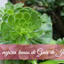 Los 10 mejores temas de Guía de Jardín