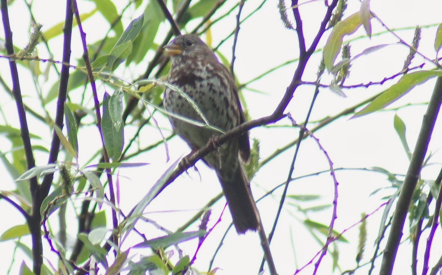 Tommy D's Birding Expeditions Birding Orange County, California