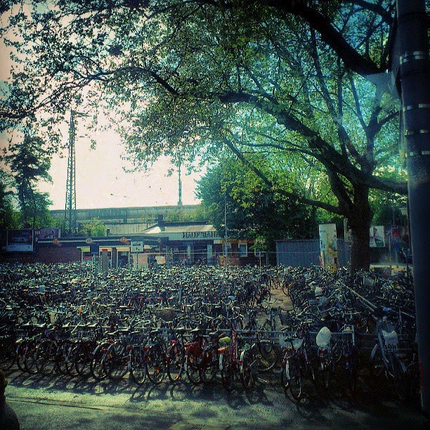 20 Grizzlybaren Ausgesetzt Um Wolfsplage Einzudammen