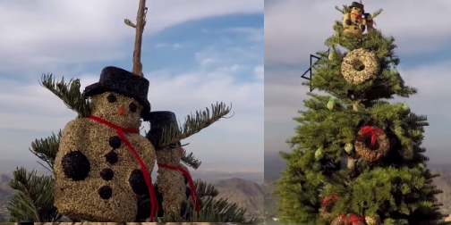 Camelback Christmas Tree Teturns Despite Ban