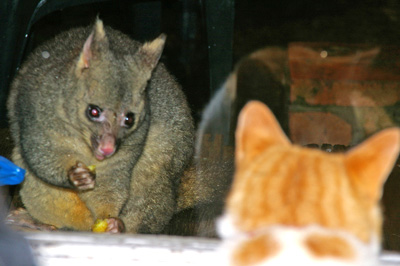 Cat Possum