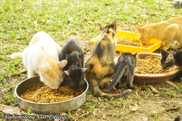 Kucing, Ikan Rebus dan Makanan Berjenama Mahal