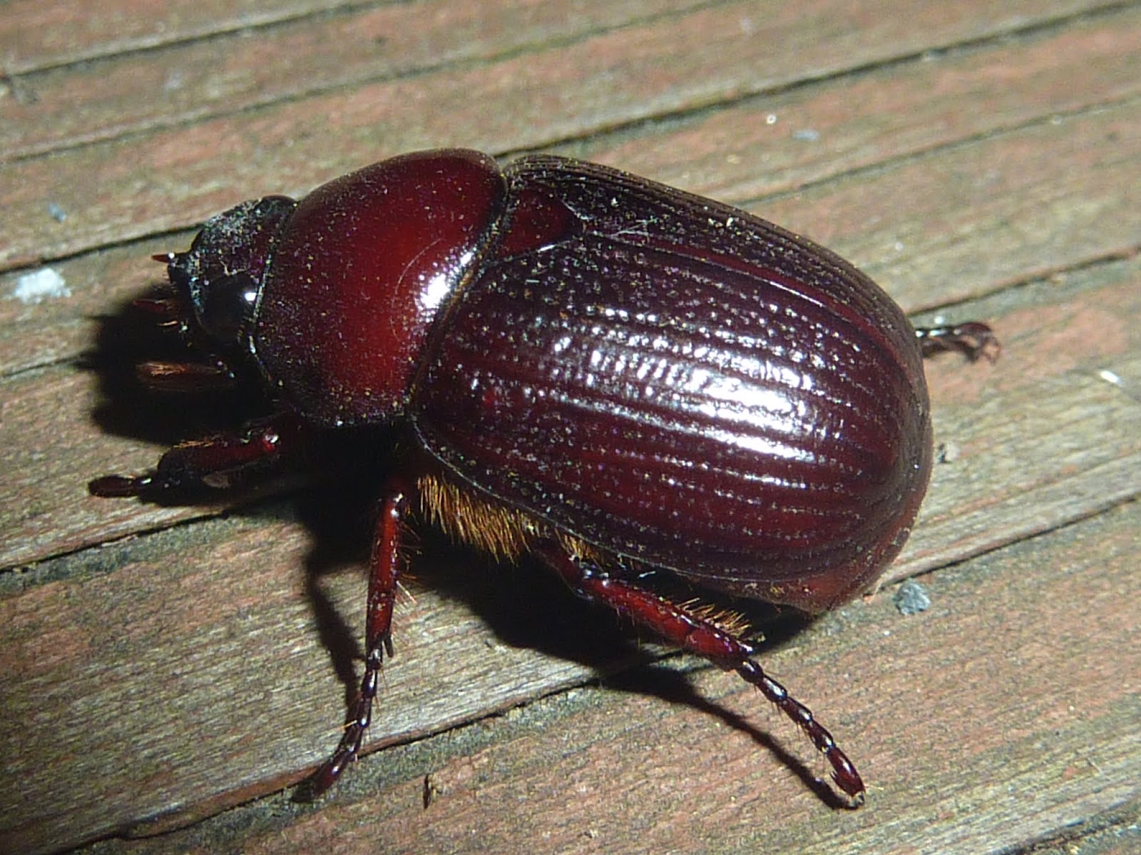 Our Life in Illinois Beetles