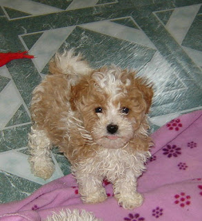 Anak Anjing Maltipoo