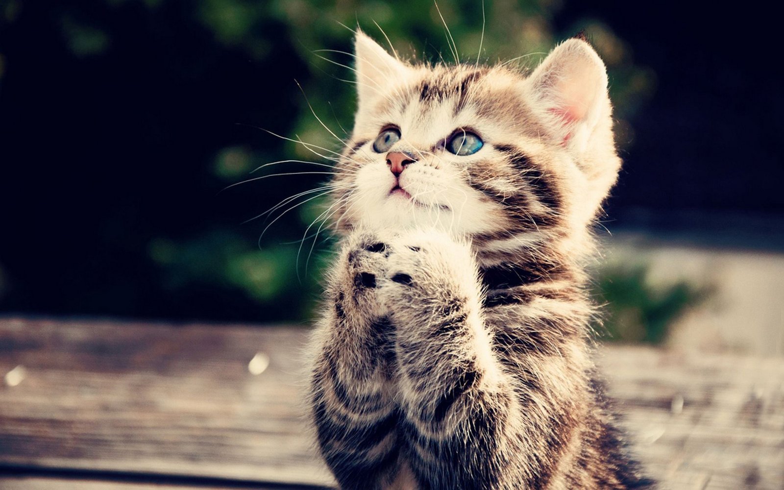 Poze Faine Fanny Animals Hd Pictures Volume 2