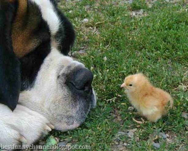 Dog and Chicken