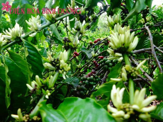 [Image: Dam-sac-huong-voi-hoa-ca-phe-trai-mua-5.jpg]