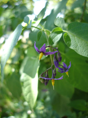 Photo of Bittersweet Nightshade (Solanum dulcamara) plant.