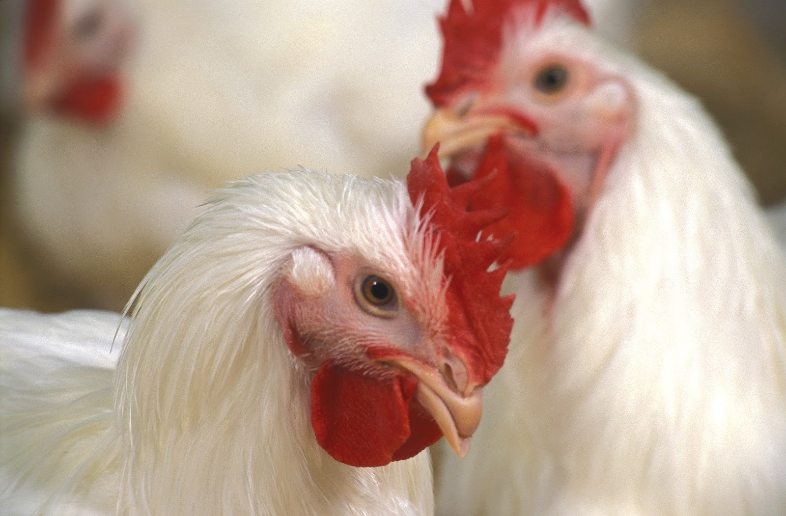 The Importance of Clean Chicken Water and 6 Tips for Providing It