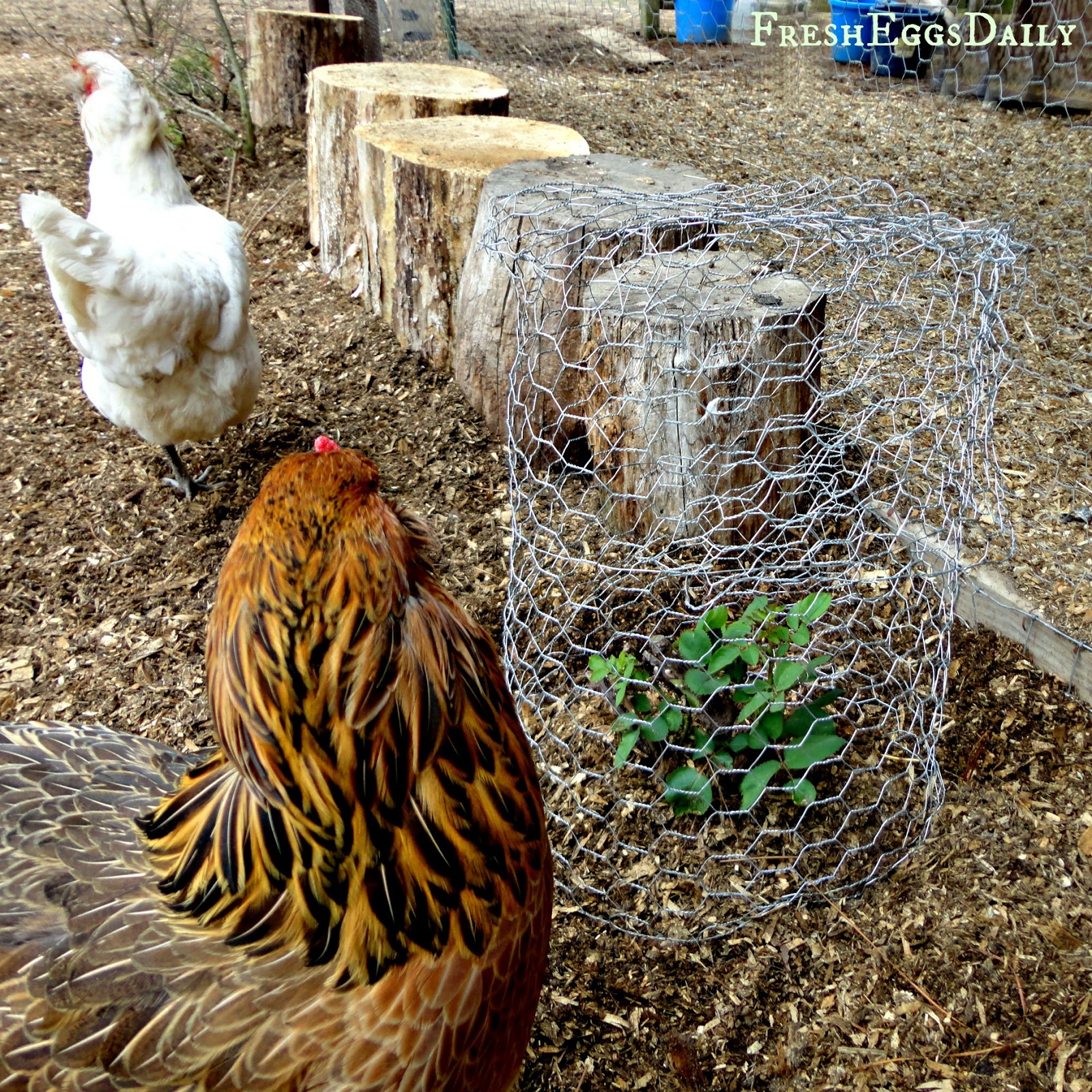 Chicken Run Landscaping Fresh Eggs Daily®
