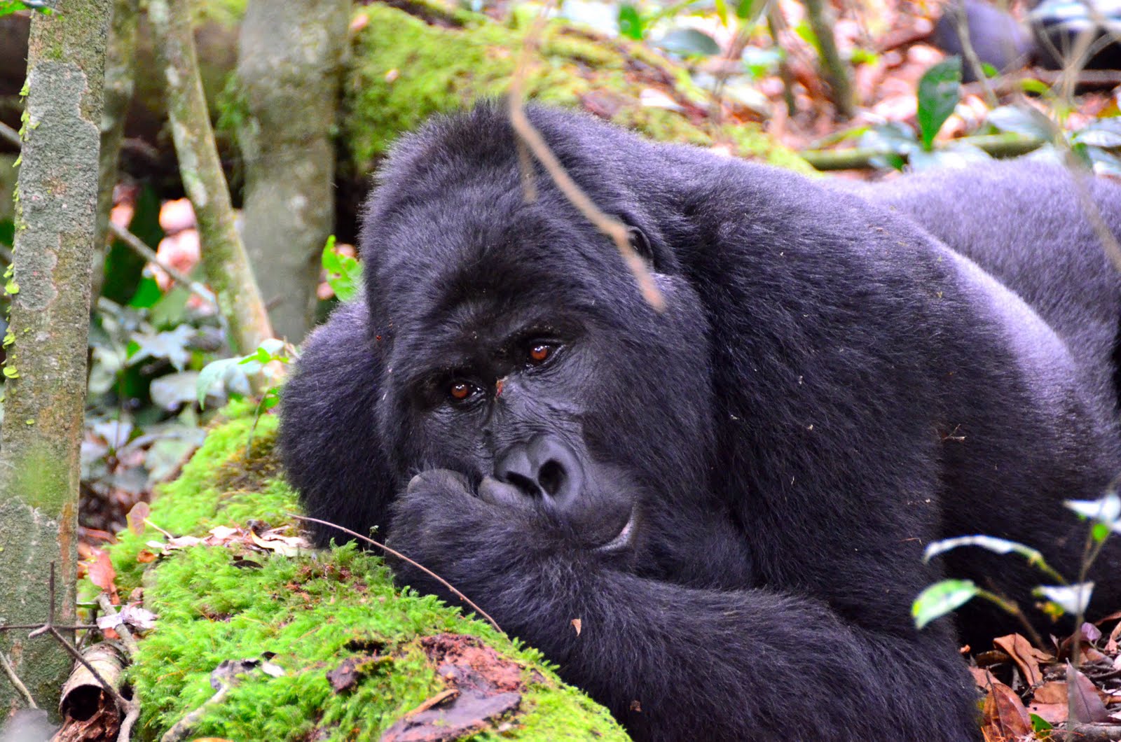You can see more gorilla photos from the trip. 