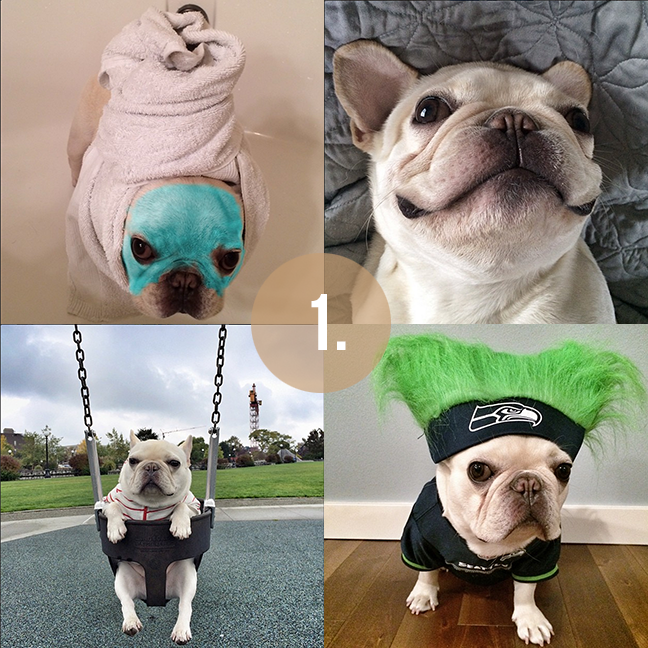 The Sorority Secrets 8 Cutest Dogs on Instagram