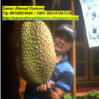 Durian Bawor Bibit Durian Bawor Bhineka Bawor Durian Bhineka Bawor