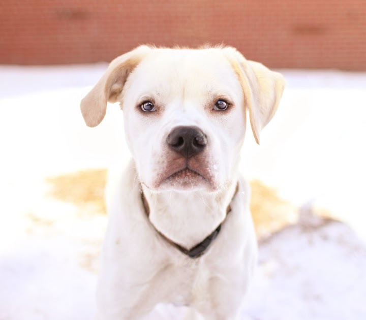 Stewart Boxer Labrador Retriever mix