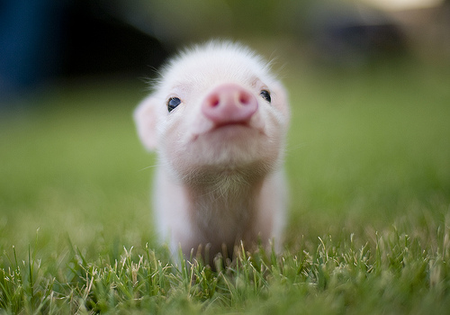 cute+piglet.jpg