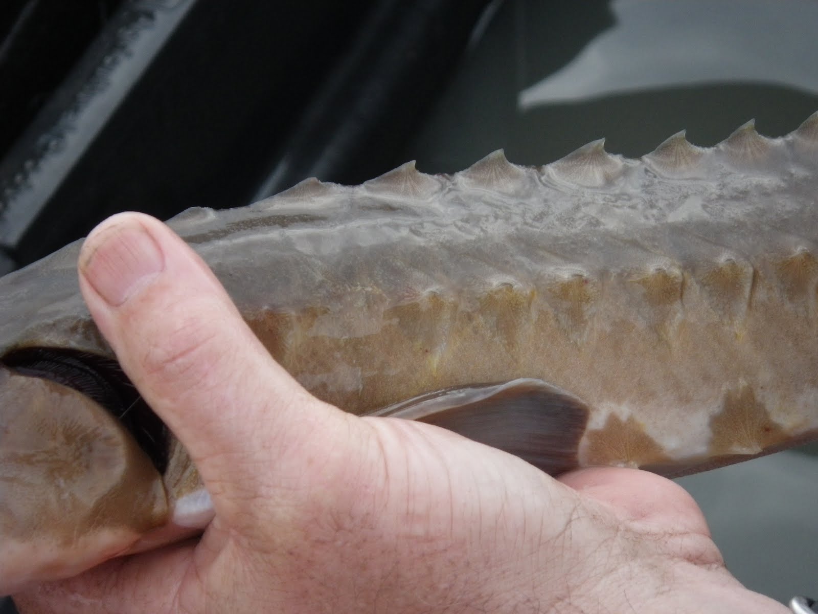 TNACI Field Notes Lake Sturgeon Sampling
