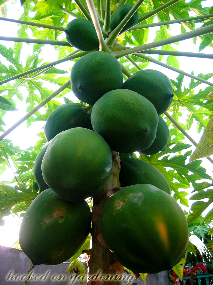 Hooked on Gardening My Mom's Fruitbearing Plants