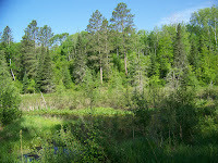 Golden-winged Warbler nesting habitat