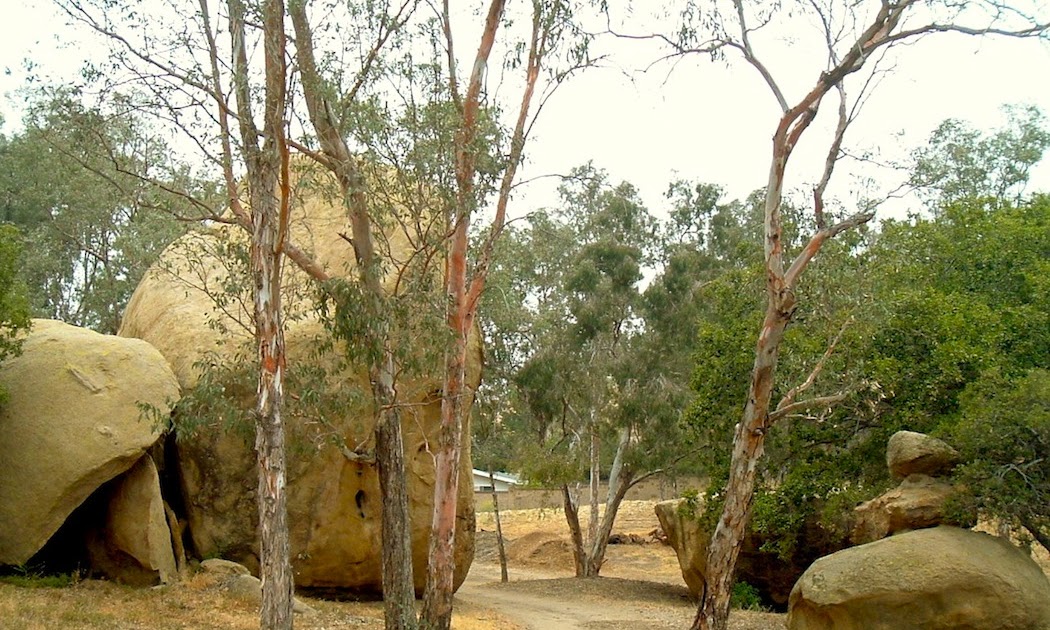A drifting cowboy Meanwhile back at the ranch Indian Hills Grove