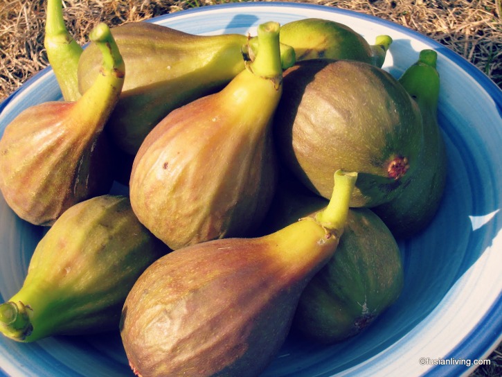 Our Delightful Fig Harvest Grow Your Own Veg Blog. Gardening and Food