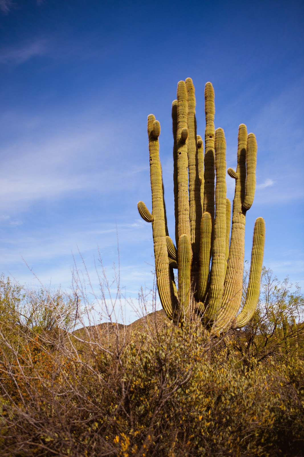 Superstition Mountains w/REI / blog.jchongstudio.com