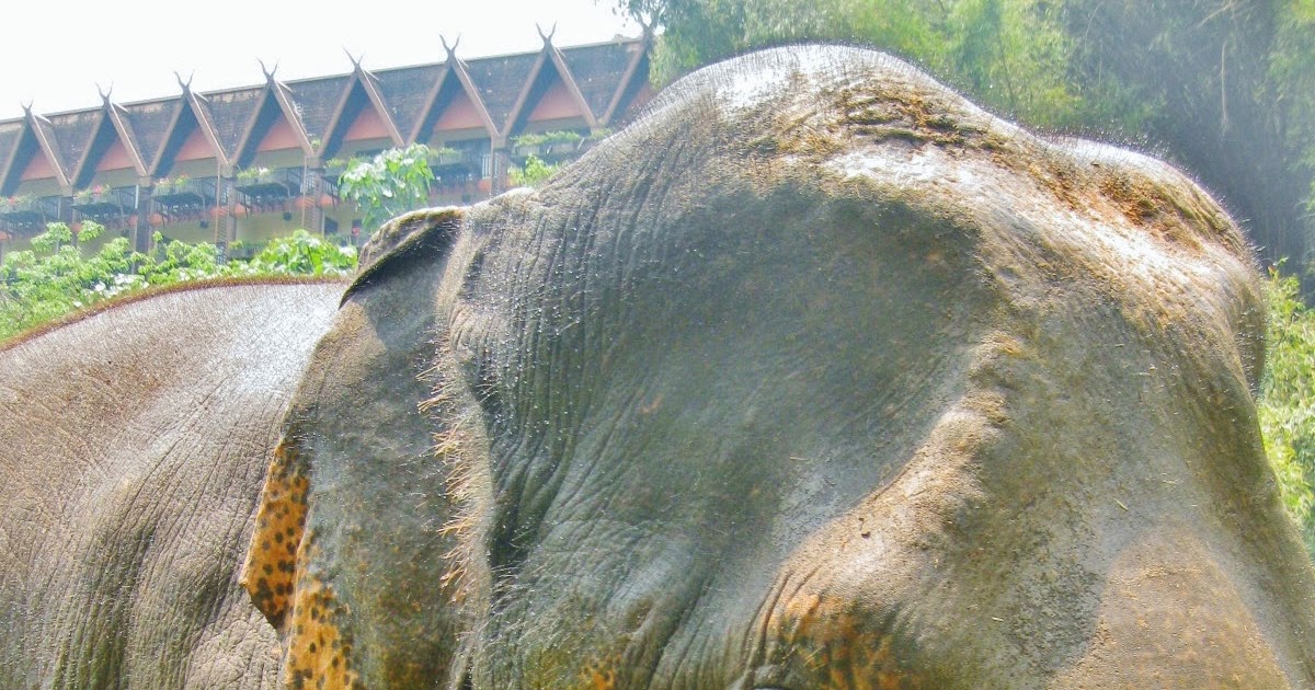 Think Elephants International: Spots and Specks: Elephant Freckles