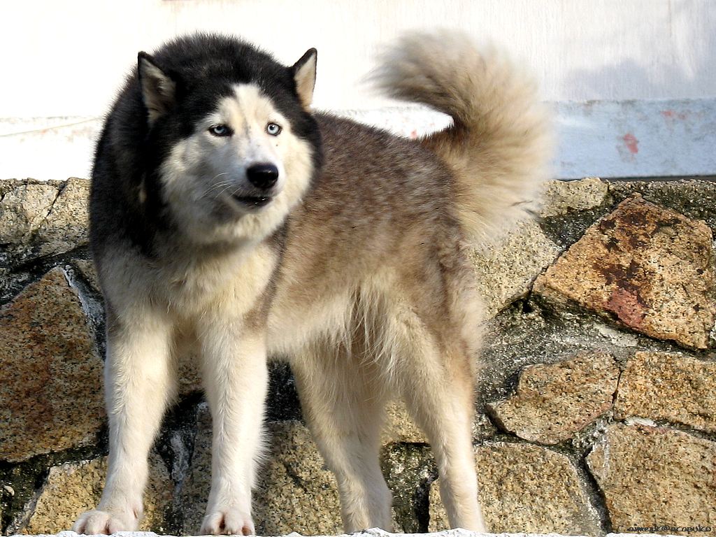 Husky Chow Dog For Sale Husky Chow Dog For Sale