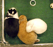 Snuggle bunnies snuggle anywhere, anytime