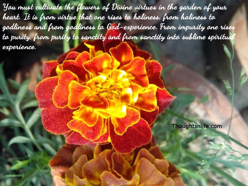 Cultivate the flowers of Divine virtues in the garden of your heart.